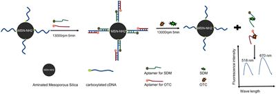 Dual fluorescent aptasensor for simultanous and quantitative detection of sulfadimethoxine and oxytetracycin residues in animal-derived foods tissues based on mesoporous silica